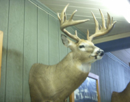 Gary_Macias_buck_2007