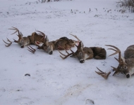 Picture 127