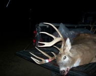 wolf NDdeer proam babies 138
